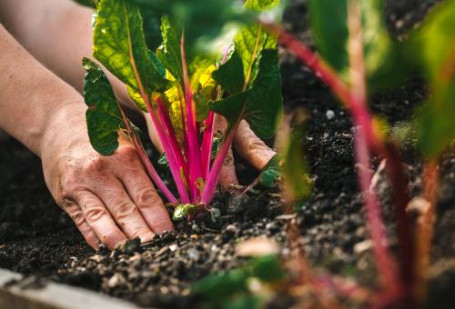 Hand planting Swiss chard